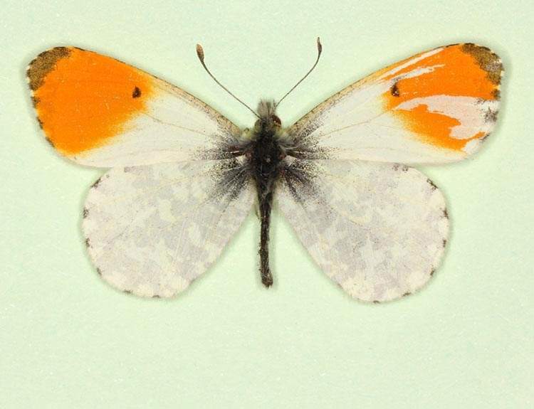 Anthocharis cardamines (gynandromorph 6) (Internet Image property of respective owner, non-commercial use only)